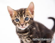 Bengal brown marbled